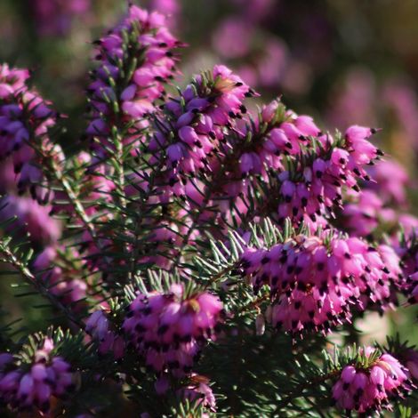 Bruyère des neiges Rouge - Erica carnea  - 12-15 cm pot