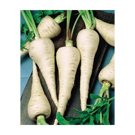 Panais demi-long de Guernesey – 5g – Semis en mars-avril – Racine blanche au goût sucré – Graines de légumes pour potager – Fabre Graines