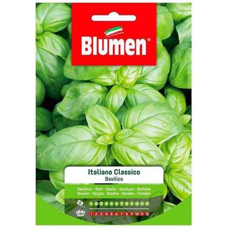 SEMI BASILICO ITALIANO CLASSICO GENOVESE BLUMEN (1/2)