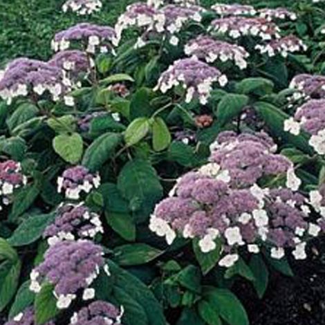 Hortensia aspera 'Macrophylla' - 40-60 cm pot