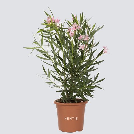 Nerium Oleander Rosa - Piante Vere da Esterno - H 125-150 cm Vaso da Coltura Ø 30 cm (1/3)