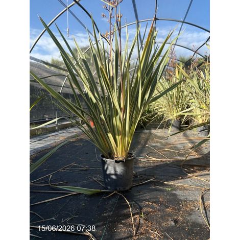 PHORMIUM TENAX VARIEGATUM VASO 40
