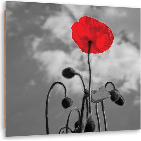 Quadro deco panel, Papavero in fiore - 50x50 (1/5)