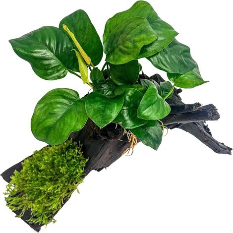 Aquarium Pflanze Anubias barteri und Moos auf Mangrovenwurzel AquaOne