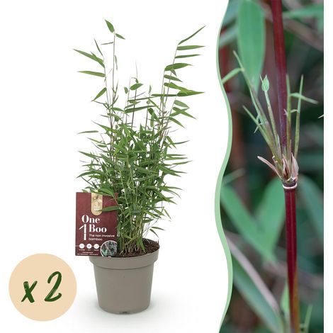 Bambou Fargesia Red Dragon Lot de 2 Plantes Tiges Rouges Non Envahissant Pot 14cm Hauteur 35cm - PANGIVO (1/5)
