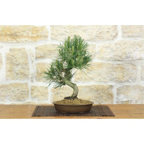 Bonsai di Pino Nero Thunbergii (88) (1/5)