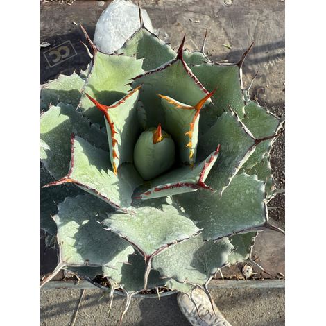 AGAVE POTATORUM KISSHO KAN VASO 20 (foto reali)