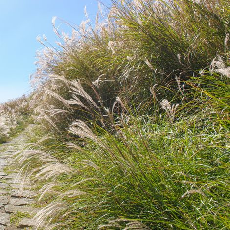 Roseau de Chine Cosmopolitan' - Miscanthus sinensis Cosmopolitan' pot 3L