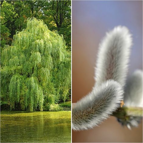 Pack de 4 Plantas de Sauce Blanco. Salix Alba. 40 - 50 Cm