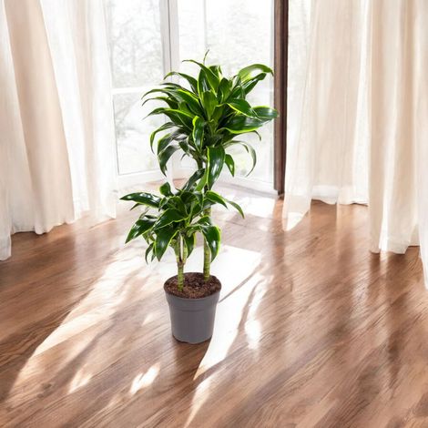 Gardenaria Dracaena fragrans 'Dorado' - Pianta da interno ornamentale - Altezza: 80 cm (vaso 19)