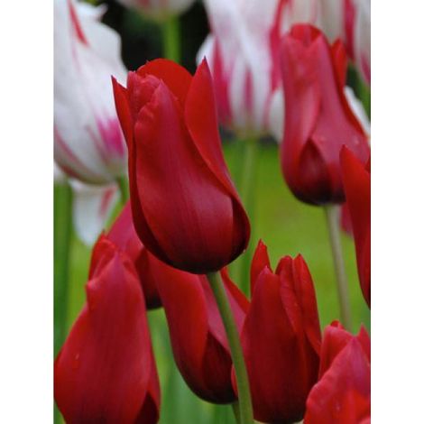 Tulipe 'Red shine' Bulbe calibre 12+ (par 10) (1/2)