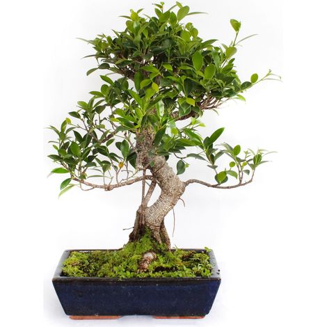 Bonsai Ficus Microcarpa - Bonsai Ficus Retusa - H 45-55 cm Vaso Ø 28 cm
