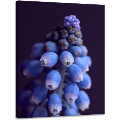 Impression sur toile Botanique Fleur Jacinthe 30x40 cm