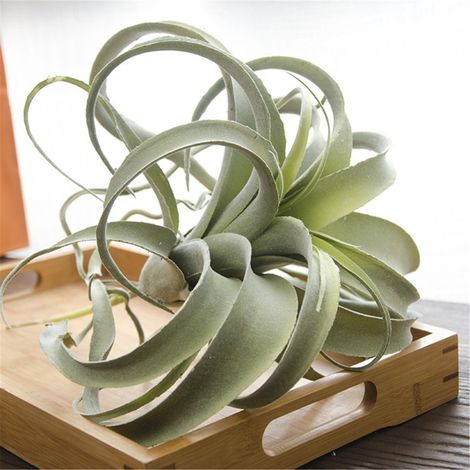 Nuevas plantas artificiales de piña de ratán, 6 tipos, plantas verdes simuladas, decoración de pared para bodas, hogar u oficina, 1 pieza