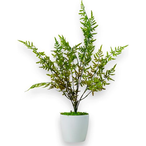 Fiore in vaso - Felce, felce in vaso verde-marrone 75 cm (1/5)