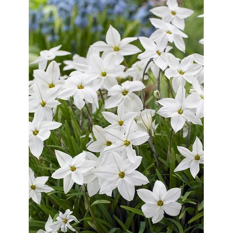 Étoile de printemps 'White Star' Bulbe calibre I (par 10) (1/2)