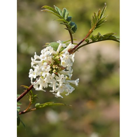Lilas à feuilles pennées Pot de 4L/5L
