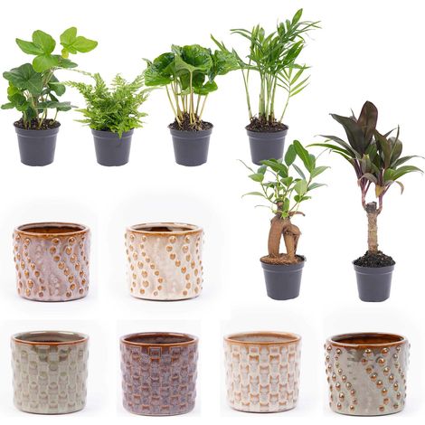 Lot de 6 Mini Plantes d'Intérieur avec Pots en Céramique Madrid Motifs Variés - PANGIVO (1/2)