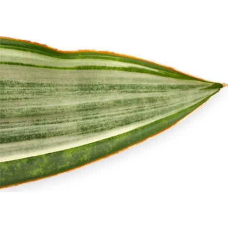 Gardenaria Sansevieria trifasciata aubry. 'Marlowe' - Pianta da interno ornamentale - Altezza: 45 cm (vaso 14) (1/4)