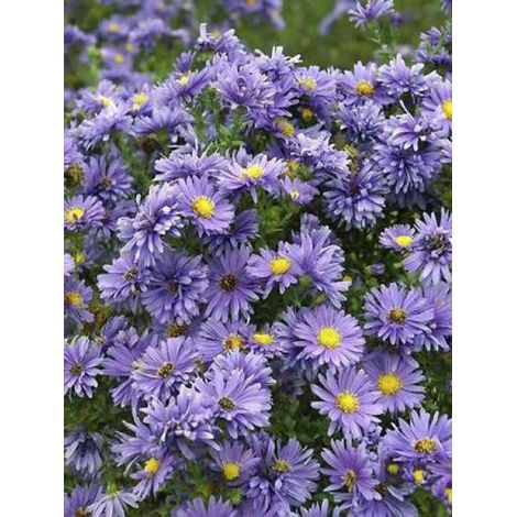 Aster grand d'automne 'Eventide' Godet de 7/8 cm