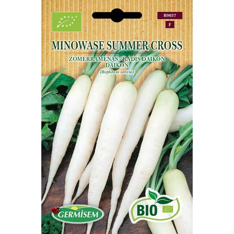 Graines Radis daikon MINOWASE SUMMER CROSS