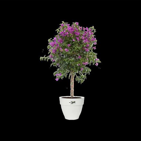 Vaso vibia campana round 35cm Bianco (1/5)