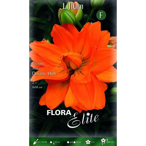 Lilium Giglio Double Hulk (CONFEZIONE DA 2 BULBI)