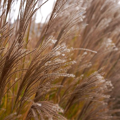 Roseau de Chine Kleine Silberspinne' - Miscanthus sinensis Kleine Silberspinne'godet 9cm (1/2)