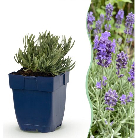 Lavande Lavandula Dwarf Blue Plante Vivace Parfumée pour Jardin et Pot Violet Lot de 12 (1/5)