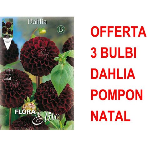 OFFERTA 3 BULBI DAHLIA POMPON NATAL BULBS BULBES