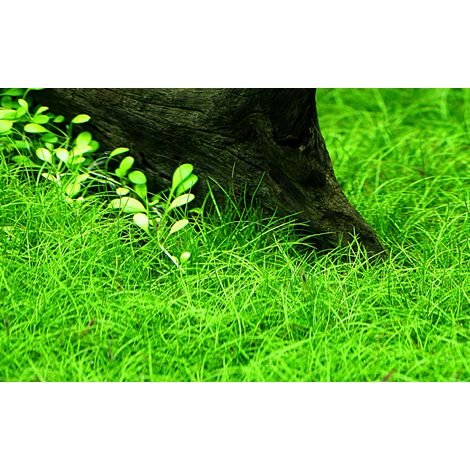 Aquarium Pflanze Eleocharis parvula Wasserpflanzen Topf Nr.332C