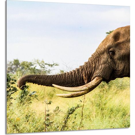PANEL DE VIDRIO PARA COCINA 60x65 Elefante (1/5)