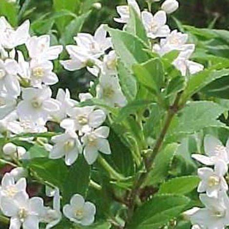 Deutzia gracilis - 50-60 cm pot
