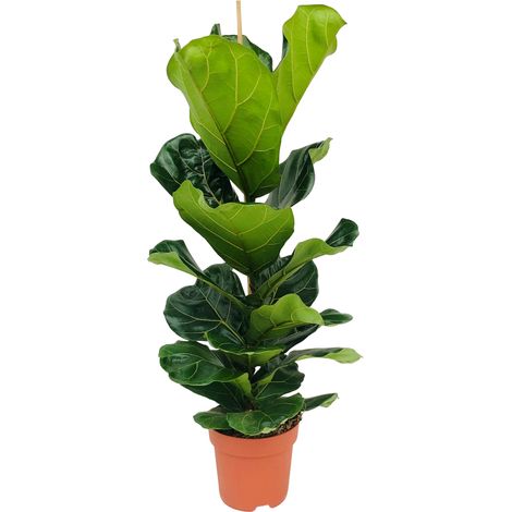 Bloomique - Ficus Lyrata - Figuier lyre - Plante d’intérieur - Dépolluante - Facile d’entretien - Pot 21 cm - Hauteur 80-100 cm
