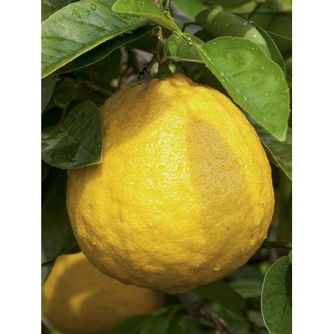 Citronnier 'Lipo' Pot de 4L/5L, 1/4 de tige