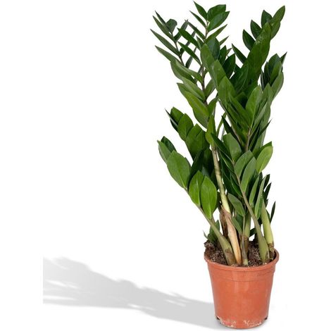 Zamioculcas Zamiifolia Plante Verte d’Intérieur Facile d’Entretien Pot 17 cm Hauteur 70 cm - PANGIVO (1/5)