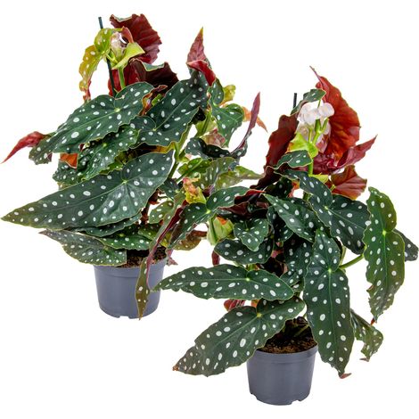 Bloomique - Lot de 2 - Begonia Maculata - Bégonia à pois - Plante à pois - Plante d’intérieur - Dépolluante - Hauteur 20-30 cm - Pot 12 cm