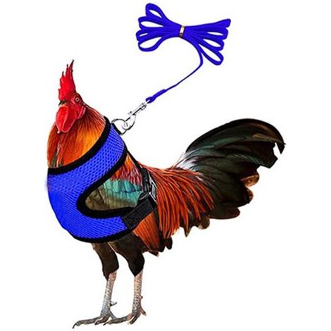 Harnais bleu moyen pour poules, canards, oies et petits animaux, avec laisse. Respirant, ajustable et confortable. Taille M. (1/5)