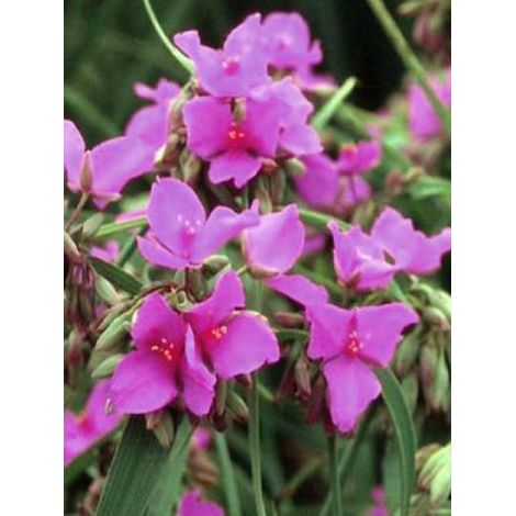 Ephémère de Virginie 'Red Grape' Pot de 2L/3L