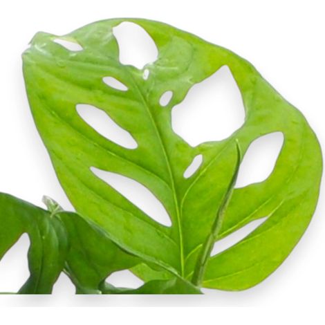 Gardenaria Monstera adansonii - Pianta da interno ornamentale - Altezza: 35 cm (vaso 12) (1/5)