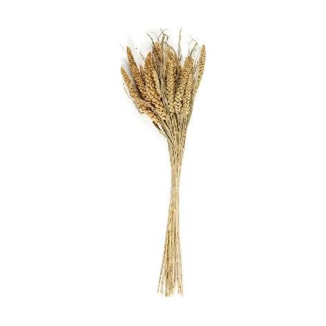 ANDREA HOUSE AX21027 Ramo Flor Seca Natural Setarea 100 Gr. - ref: AX21027