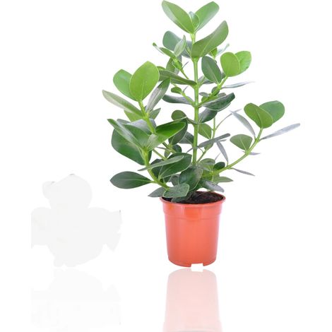 Gardenaria Clusia rosea 'Princess' - Pianta da interno ornamentale - Altezza: 55 cm (vaso 17) (1/5)