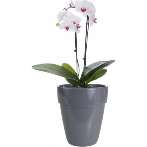 Vaso per orchidee in ceramica, grigio, 13 x 14 cm