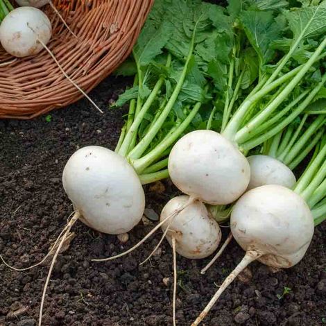 Navet-Légume Rond Boule de Neige Vilmorin (1/2)