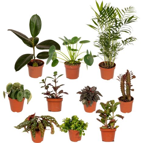 Lot de 10 Plantes Vertes et Fleuries Variées - Mélange de Formes Uniques - Pots Ø 12 cm - PANGIVO (1/5)