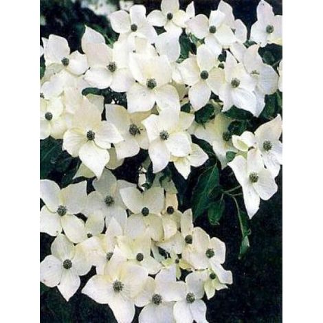 Cornouiller du Japon 'Milky Way' Pot de 18L/20L (1/4)