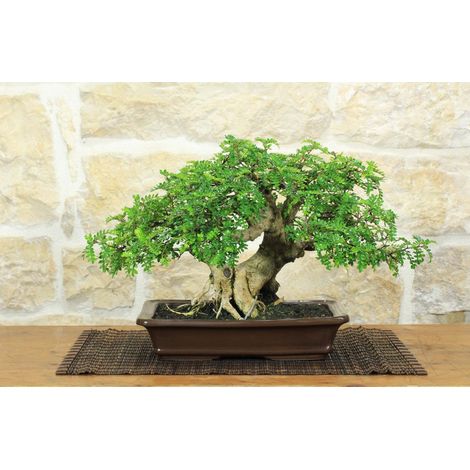 Bonsai di Pepe Giapponese (96) (1/5)
