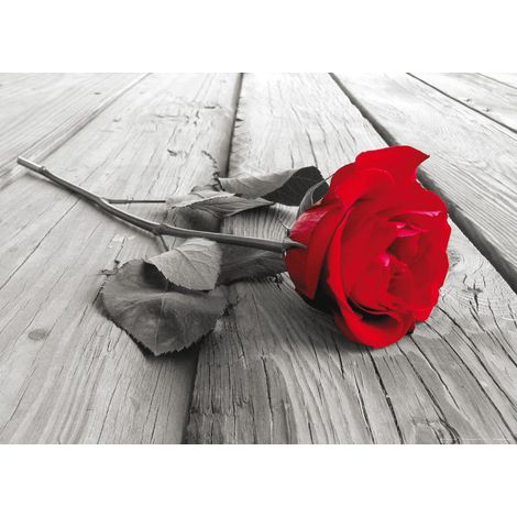 Red rose, photo murale intissée, 155x110 cm, 1 part (1/3)