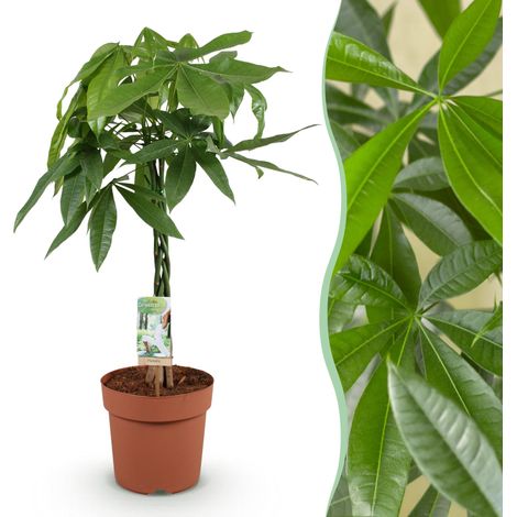Pachira Aquatica Arbre à Argent Tige Tressée Plante d'Intérieur Vert Pot Ø 21 cm H 80-90 cm - PANGIVO (1/5)