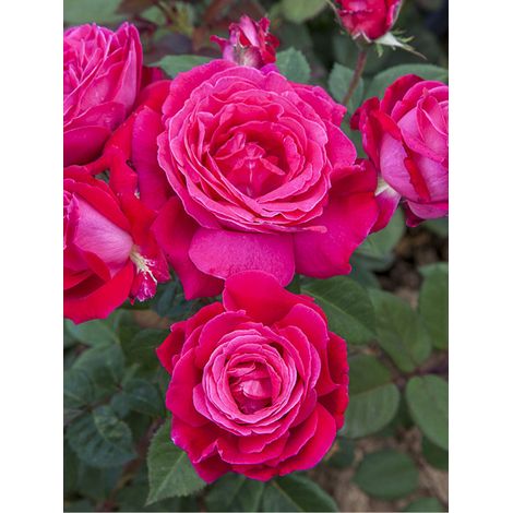Rosier moderne 'Elegance Française' Pot de 4L/5L (1/2)